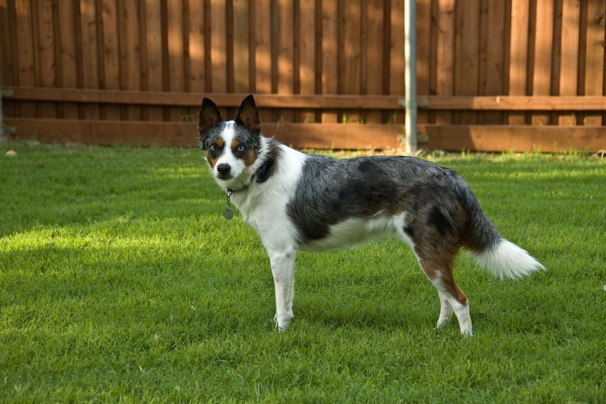 Australian Cattle Dog breeders showcasing their dogs on a well-maintained lawn, emphasizing quality and care in breeding.
