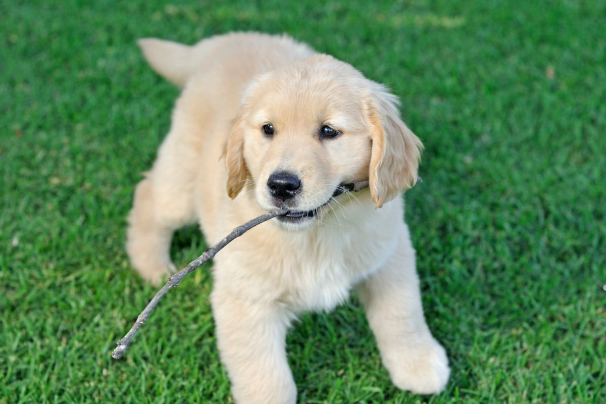 A golden retriever puppy joyfully plays in lush green grass, showcasing a well-maintained lawn by a professional service.